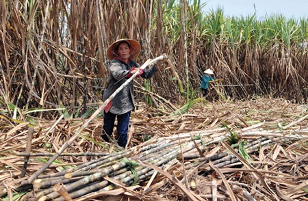 TPP – a platform for Vietnamese businesses to grow