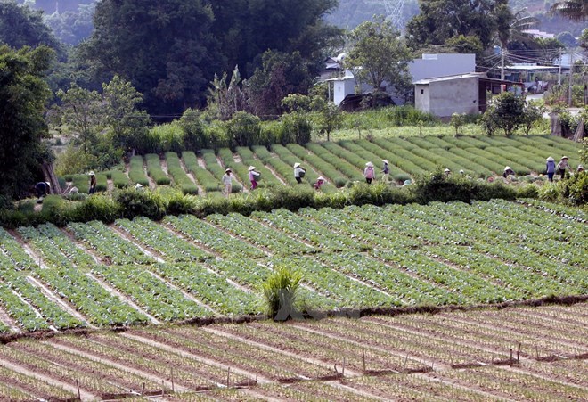 Vietnam restructures its agriculture for integration and development