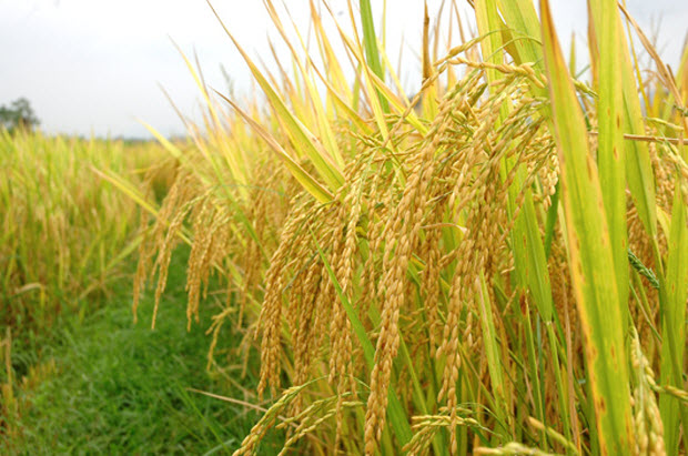 Vietnam finds it necessary to improve farm produce’ branding, value