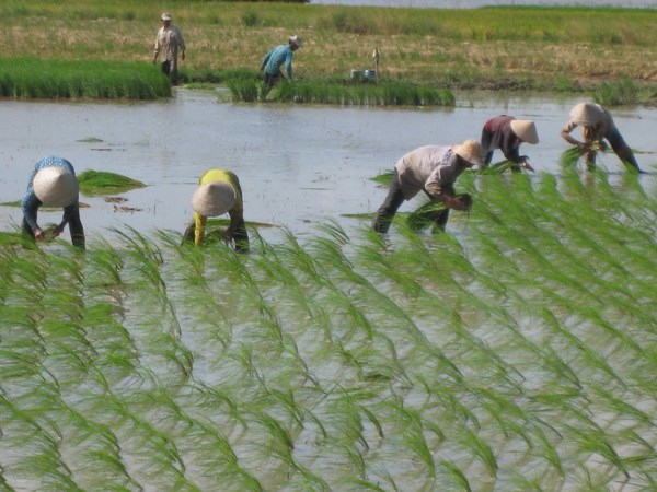 Vietnam finds it crucial to build national rice brand