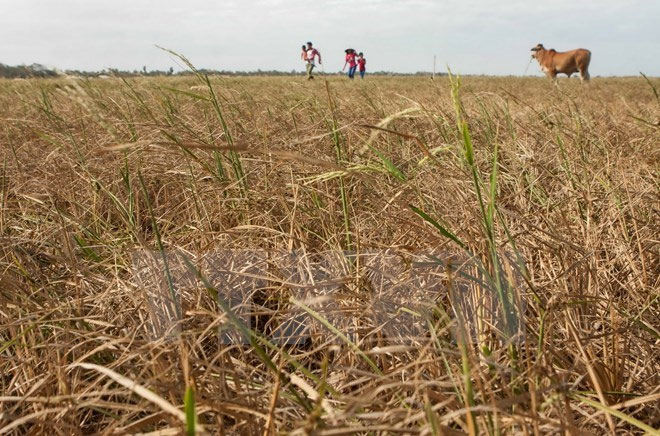 Crop restructuring to save water