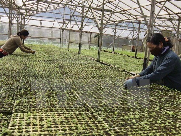 Developing new-style cooperatives