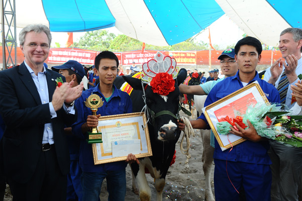 Kontes Ratu Kecantikan Sapi Perahan di provinsi Son La