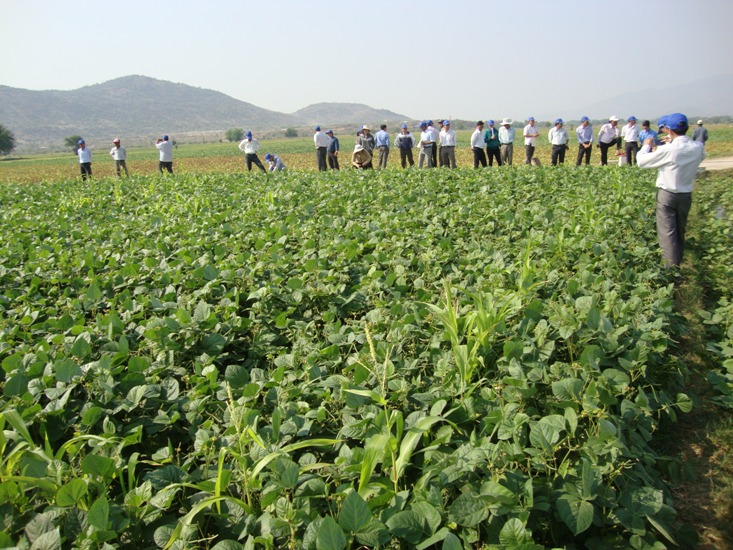 Provincia vietnamita cambia estructura de cultivo para adaptarse al cambio climático