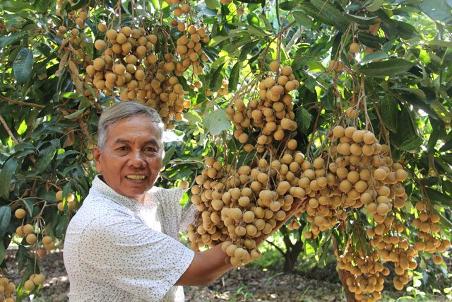 Agricultores de Dong Thap por exportar más