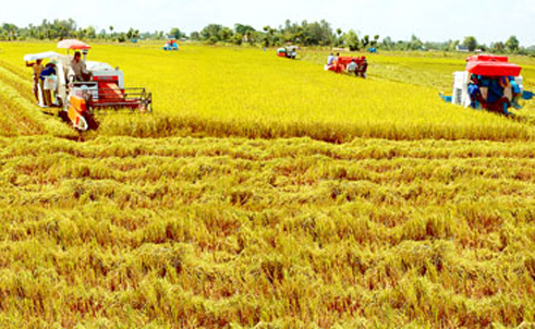 Quang Binh impulsa modelo de vasto campo de cultivo en producción agrícola