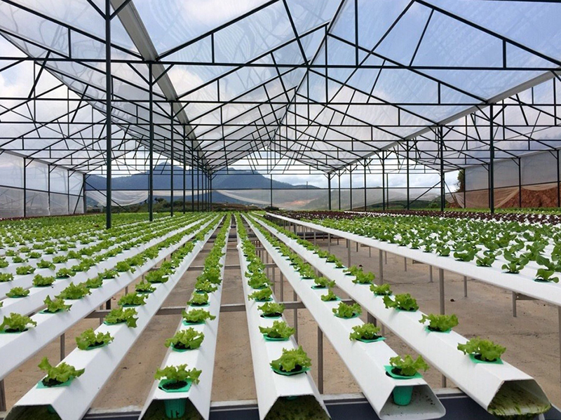 Gran desarrollo de la agricultura de alta tecnología en Ciudad Ho Chi Minh