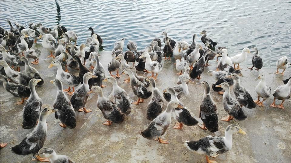 Desarrollan crianza de pato marino en Delta del río Mekong