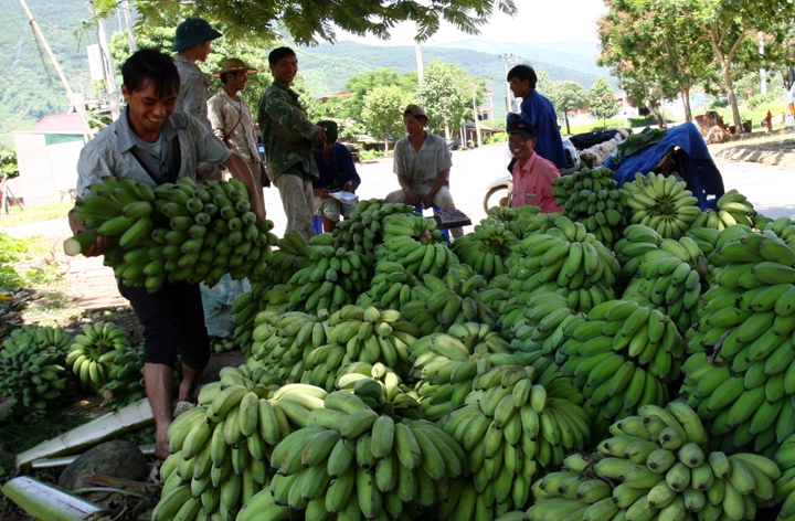 Banano, planta mágica en reducción de la pobreza para pobladores étnicos