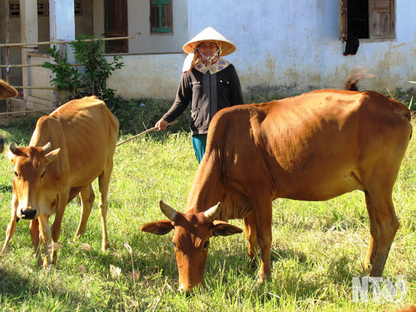 Campesinos de Ninh Thuan se ayudan por el desarrollo económico