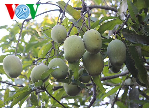 Cultivadores de Son La tratan de proteger y desarrollar el mango de Yen Chau