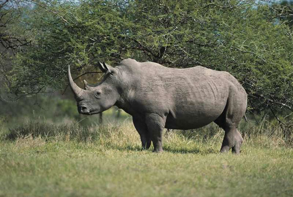 CITES member countries join hands for wildlife protection