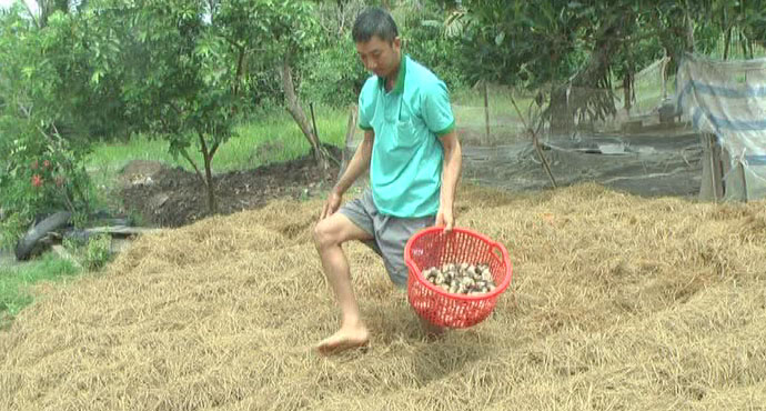 Mushroom growing, profitable trade for farmers in Soc Trang