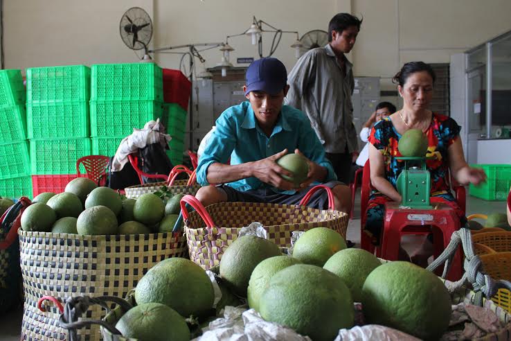 Growing green-skin grapefruits helps build new rural areas in Ben Tre