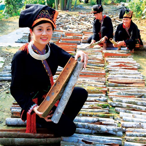 Cinnamon growing helps reduce poverty in Yen Bai province