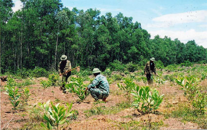 Forest plantation in Yen Bai