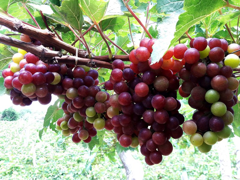 Grapes, wine and cuisine fair opens in Ninh Thuan