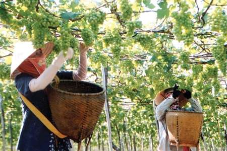 Grape growing contributes to sustainable development in Ninh Thuan