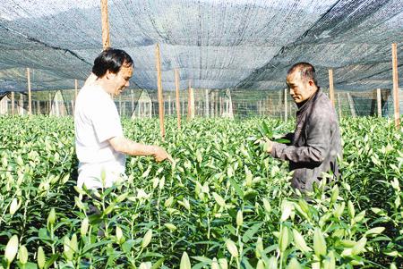 High-tech application boosts agricultural production at Langbiang