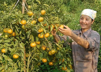 Dung Phong prioritizes orange growing to boost new rural development