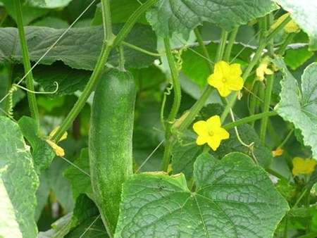 Cooperation between farmers and businesses contributes to new rural development in Quang Nam