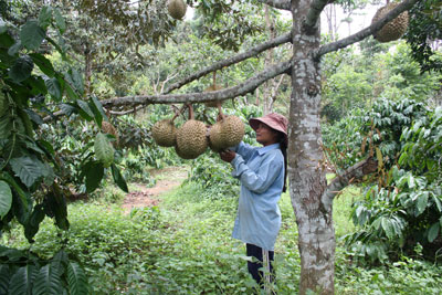 New rural development in Khanh Hoa’s mountain region