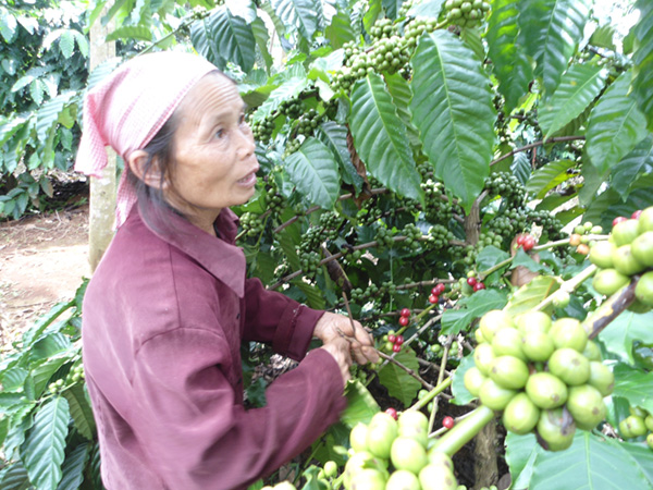Elderly contribute to new rural development
