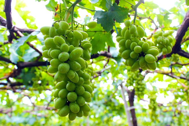 Ba Moi’s vineyard in Ninh Thuan