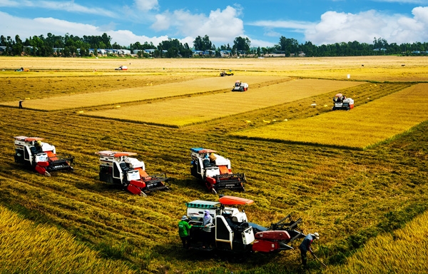 New cooperative models boost agricultural development