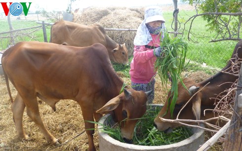 Sustainable livestock farming in Ninh Thuan
