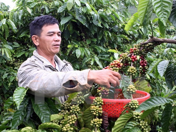 Promoting Vietnamese coffee in Britain