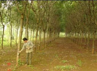 huyện nam đông, tỉnh thừa thiên huế chung tay xây dựng nông thôn mới hình 0 huyen nam dong, tinh thua thien hue chung tay xay dung nong thon moi hinh 0