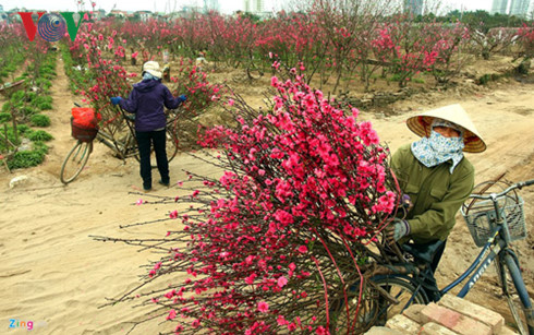 supply of ornamental trees and flowers for tet celebrations hinh 0