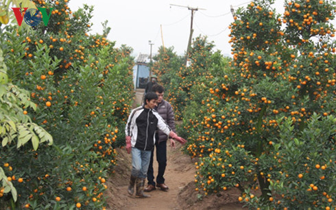 supply of ornamental trees and flowers for tet celebrations hinh 1