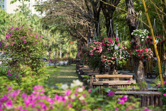 предновогодние дни в цветочных садах в раионе донгтхап-мыои hinh 2