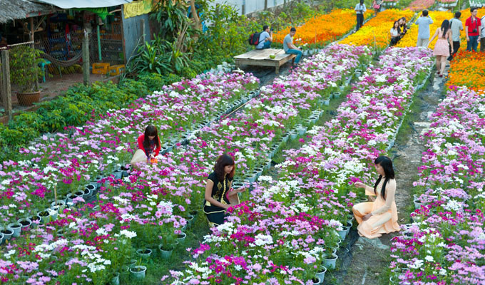 предновогодние дни в цветочных садах в раионе донгтхап-мыои hinh 0