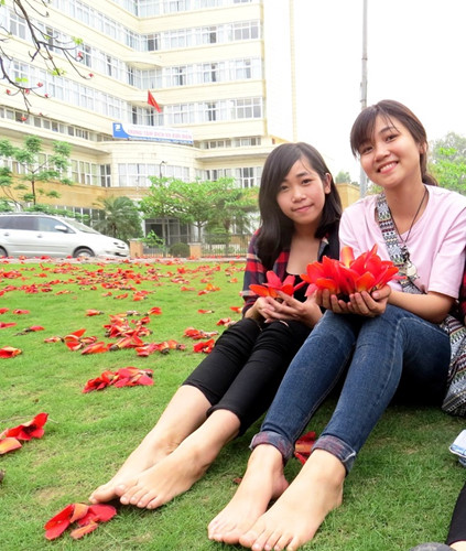 red silk cotton trees in full bloom in do son hinh 11