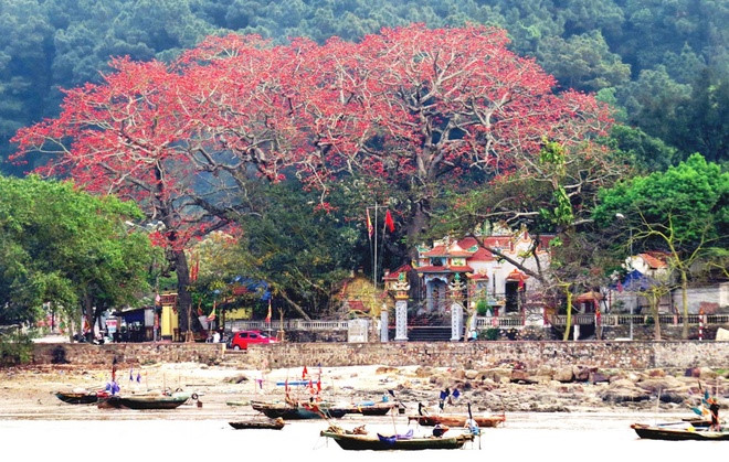 red silk cotton trees in full bloom in do son hinh 0