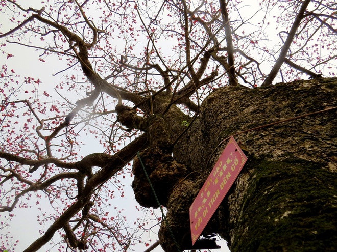 red silk cotton trees in full bloom in do son hinh 3