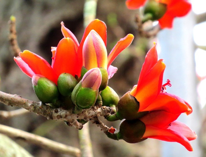 red silk cotton trees in full bloom in do son hinh 6