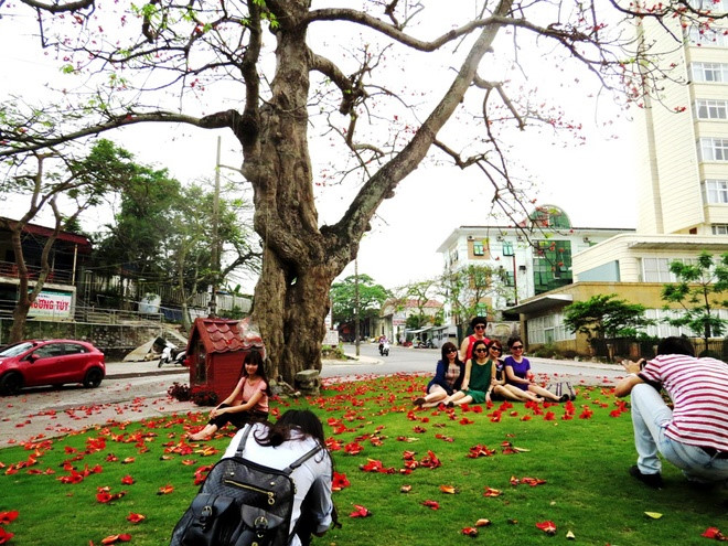 red silk cotton trees in full bloom in do son hinh 8