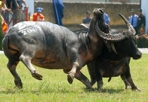 pekenalan adu kerbau di vietnam hình 0 pekenalan adu kerbau di vietnam hinh 0
